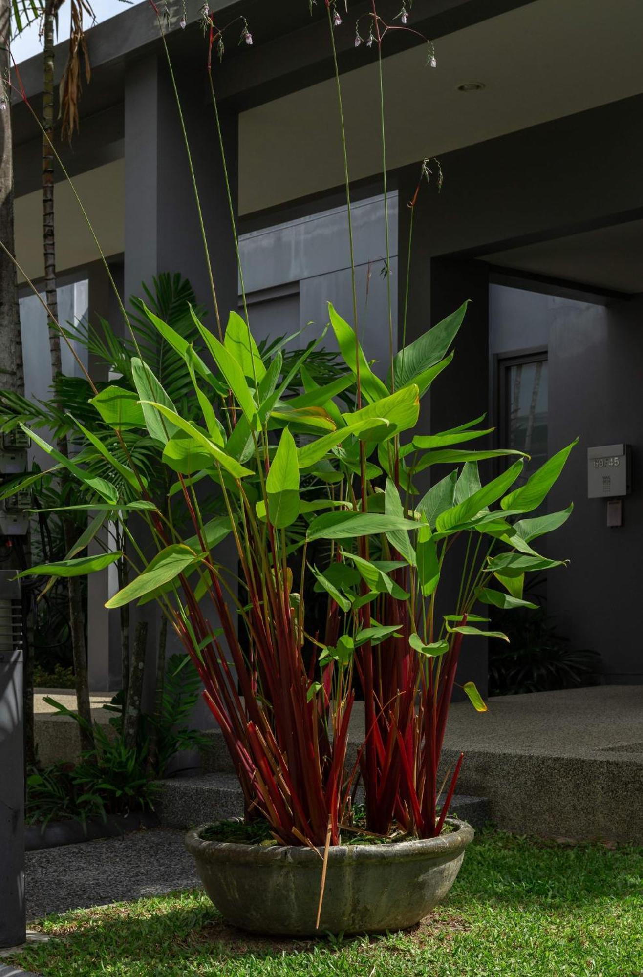 Villa Hanga| 3 Bedroom Private Pool | Onyx Villas By Tropiclook | Naiharn Beach Nai Harn Buitenkant foto